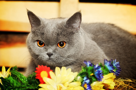 英国短毛猫干草女性家畜宠物橙子胡须生物小猫农场哺乳动物图片