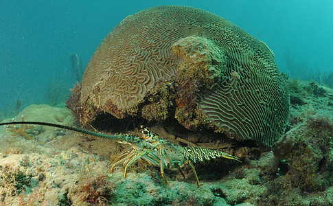 加勒比脊椎龙虾和脑珊瑚图片