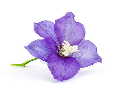 Violet 紫花筒植物蓝色花园绿色花瓣植被墙纸紫色图片