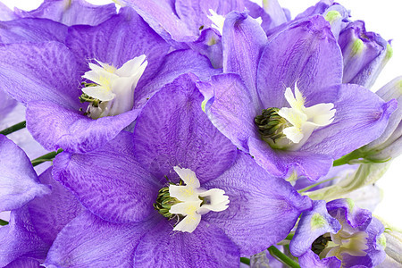 Violet 紫花筒植被花瓣花园墙纸植物紫色蓝色绿色图片