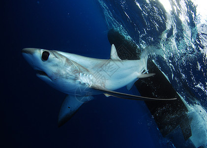 鲨鱼游泳动物水平荒野海上生活远洋热带野生动物海洋标本图片