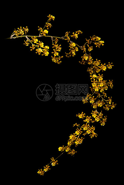 亮黄色兰花热带植物图片