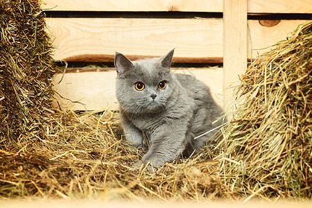 英国短毛猫稻草蓝色宠物短发照片动物胡须哺乳动物眼睛毛皮图片