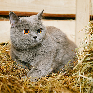 英国短毛猫毛皮宠物女性村庄橙子蓝色胡须正方形干草小猫图片