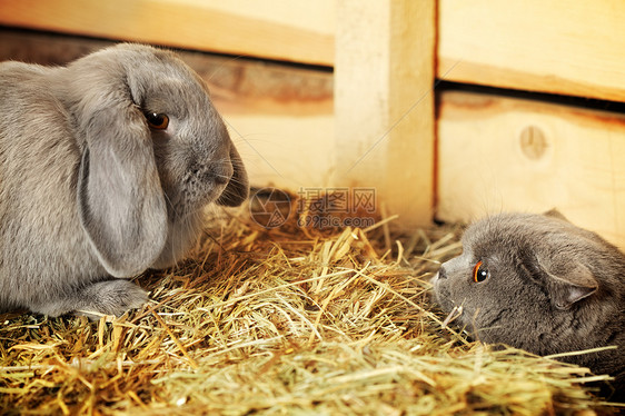 猫和兔子草棚稻草干草村庄毛皮蓝色动物乐趣宠物照片图片