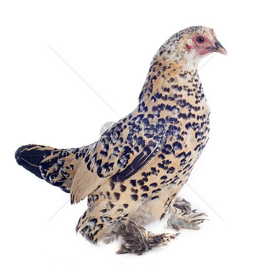 鸡脚鸡黄色农场女性动物羽毛白色宠物千花家禽图片