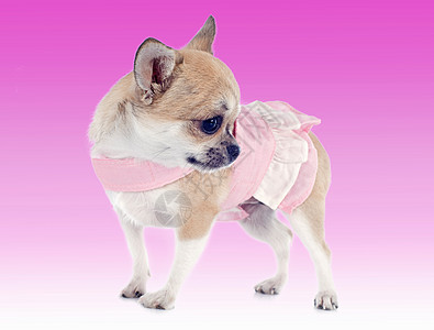 穿着小狗装的吉娃娃伴侣宠物动物粉色裙子棕色工作室白色犬类图片