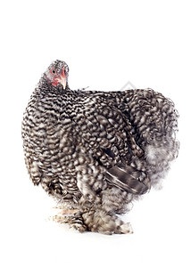 乌金顿鸡鸡工作室小鸡动物乡村农场灰色英语宠物公鸡脚鸡图片