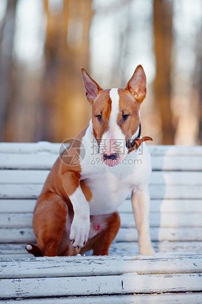 红牛大帝坐在长椅上犬类肌肉力量脊椎动物友谊猎犬乐趣英语小狗动物图片