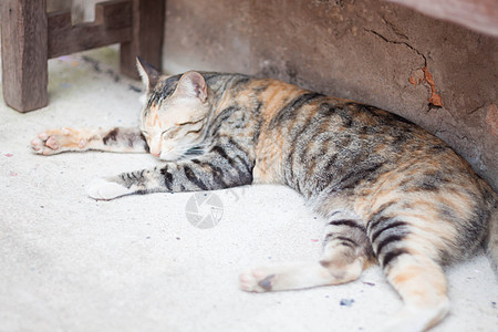 在家花园睡觉的可爱猫图片