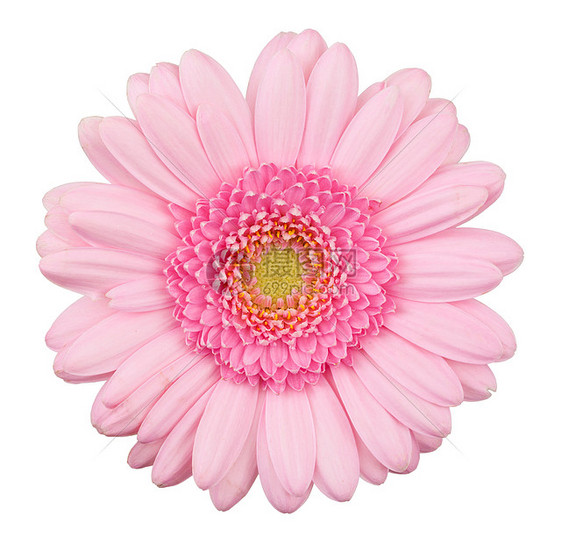 孤立的粉色热贝拉花展示礼物美丽白色植物群脆弱性雏菊甘菊宏观植物图片