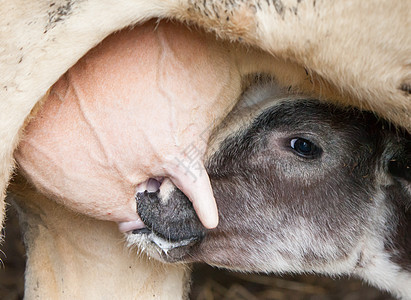 年轻小鹿饮料牛奶家畜居住牛肉农村库存护理护士女性婴儿母性图片