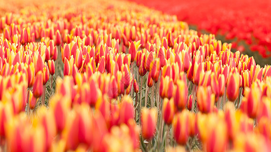 农业用地的图利普田草地植物群叶子按钮季节场地花坛郁金香商业团体图片