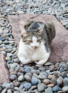 西亚马猫躺下眼睛爪子乐趣猫科动物宠物条纹灰色小猫毛皮动物图片