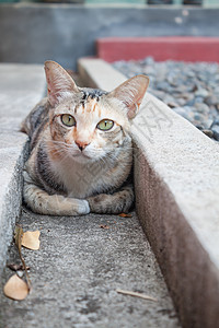 西亚猫看相机图片