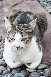 西亚猫咪放松毛皮乐趣哺乳动物宠物条纹晶须水平小猫柔软度虎斑图片