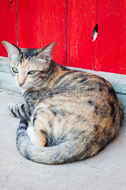 西亚马猫在花园里休息虎斑柔软度条纹哺乳动物猫科动物小猫宠物灰色猫咪动物图片