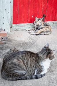 西亚马猫在花园里休息眼睛宠物猫科猫咪动物哺乳动物毛皮灰色图片