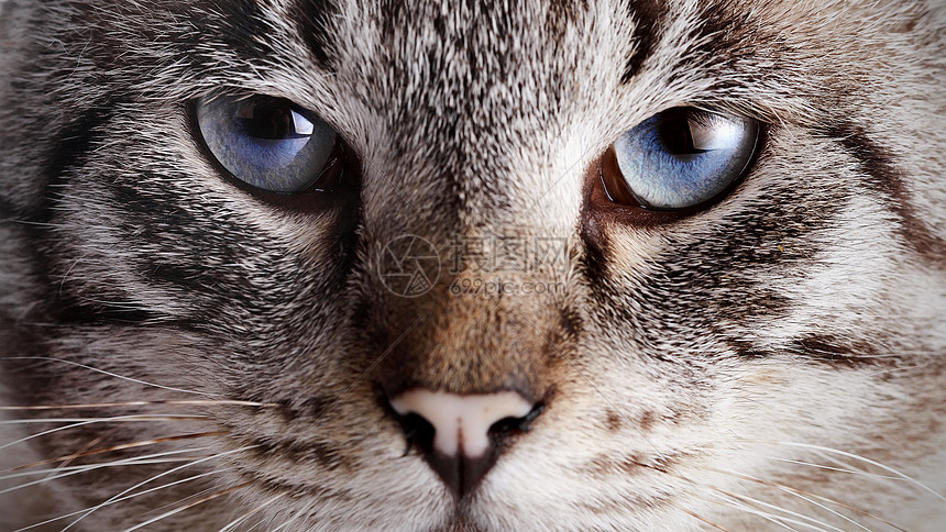 蓝眼睛条纹猫的嘴唇尾巴兽医爪子宠物虎斑食肉眼睛猫科脊椎动物晶须图片