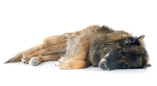 比利时老牧羊人动物工作室宠物牧羊犬安乐死棕色兽医图片