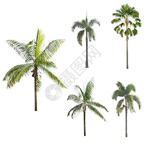 白色背景的棕榈树叶子植物热带情调气候绿色植物群生长树干异国图片