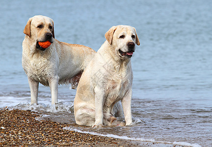 带球的海上拉布拉多海滨波浪橙子白色晴天太阳幸福宠物猎犬黄色图片