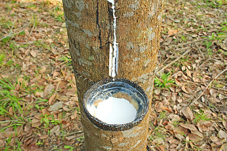 泰国橡胶树牛奶 泰国液体生产木头热带农场农业种植园植物森林乳胶图片