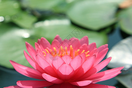 粉色莲花植物荷花花园热带花瓣背景图片