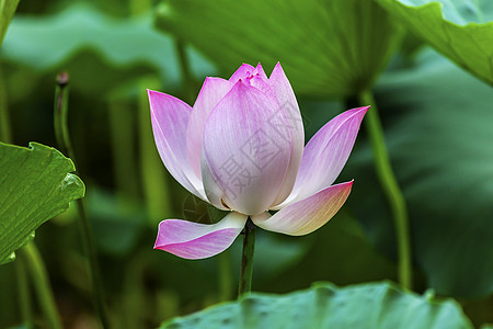 粉莲花合北京中国公园环境阴影植物百合叶子花瓣阳光热带树叶图片