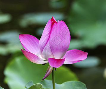 中国北京 平莲花阳池塘香水百合热带植物叶子树叶花瓣花园环境阴影图片