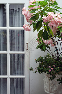 带粉花的木白色门入口房子古董建筑建筑学木头金属玻璃木板植物图片