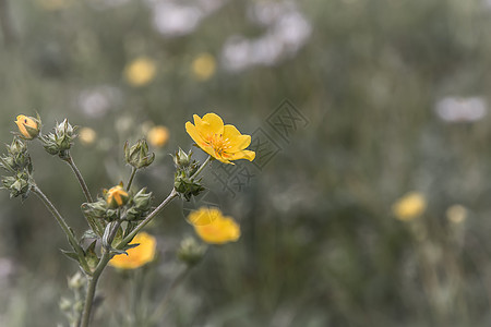 黄黄向野花荒野花瓣花朵山脉植物地区远足区系植物学图片