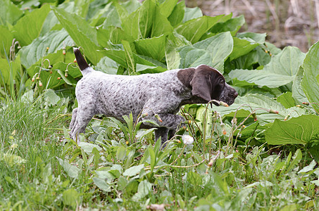 德国短发指针小路犬类公园动物宠物森林叶子棕色小狗猎人图片