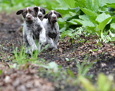 狗儿的粪便指针公园叶子森林小狗猎人犬类小路宠物棕色图片