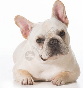 法国斗牛犬宠物家畜观众犬类小狗主题哺乳动物动物白色图片