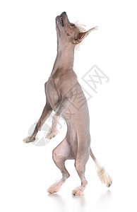 狗犬跳舞冠毛犬家畜犬类动物肖像品种小狗玩具无毛皮肤图片