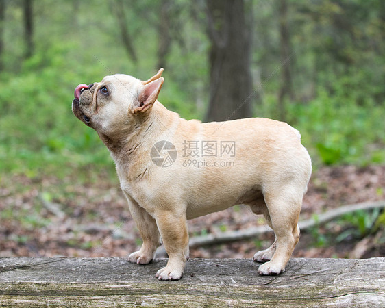 法国斗牛犬舌头公园斗牛犬森林犬类小狗图片