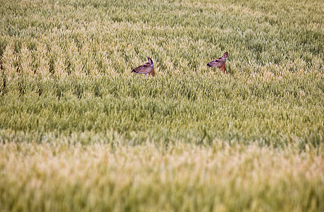 农民田鹿动物摄影野生动物牧场荒野场地农场图片