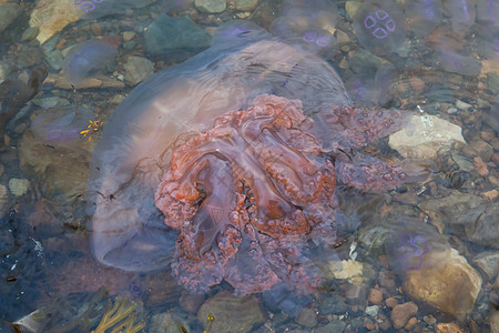 海滩上的小水母紫色疼痛海洋生物触手蓝色危险海蜇野生动物海洋石头图片