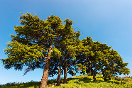 黎巴嫩雪松     塞德鲁斯利巴尼植物学树木针叶树干森林植物草地爬坡蓝色树叶图片