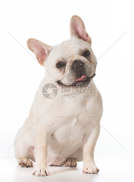 法国斗牛犬小狗白色家畜主题宠物犬类观众动物哺乳动物图片