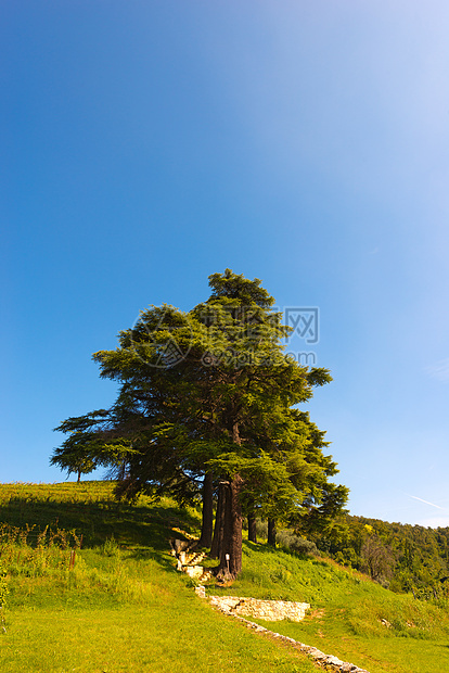 黎巴嫩雪松     塞德鲁斯利巴尼爬坡叶子植物草地森林植物学植被蓝色环境树叶图片