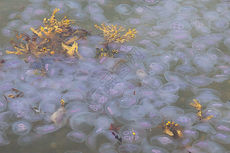 水母数量野生动物生活海洋热带触手环境蓝色海岸生物游泳图片