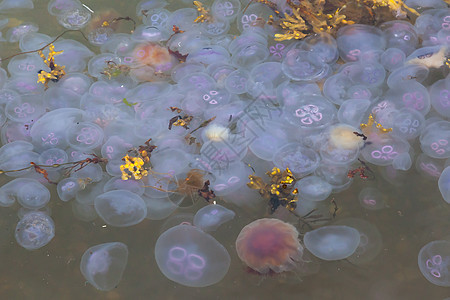 水母数量生活生物海岸环境触手海蜇月亮漂浮蓝色海洋图片