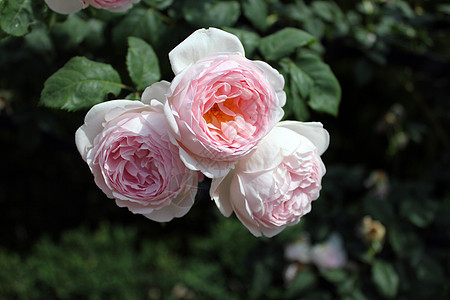 粉红玫瑰红色流动柔软度纪念馆热情粉色橙子白色花朵图片
