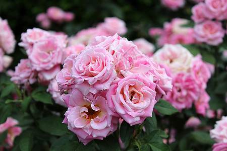 粉红玫瑰柔软度流动花朵粉色红色纪念馆热情橙子图片