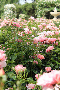 玫瑰花园玫瑰粉色热情柔软度纪念馆花朵花园流动图片