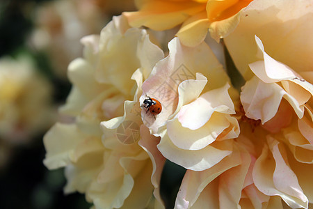 立体虫玫瑰植物药品植物群昆虫粉色野生动物瓢虫白色红色图片