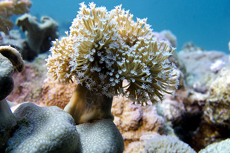 热带海底有软珊瑚的珊瑚礁和热带海底水族馆潜水海床动物海景海洋生物野生动物皮革蓝色气泡图片