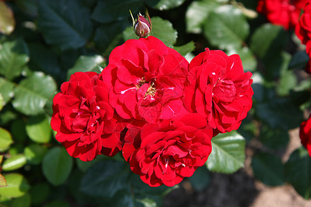 红玫瑰玫瑰花园红色农业蔷薇植物学绿色图片